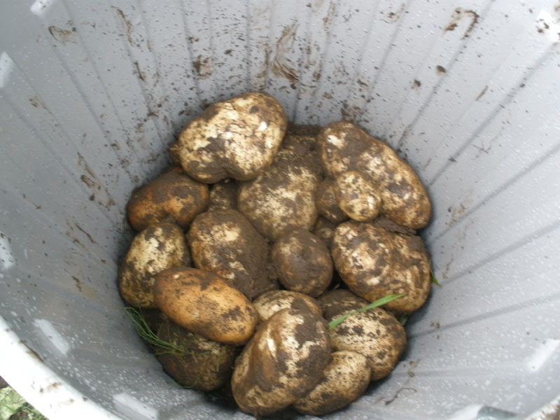 potato 15